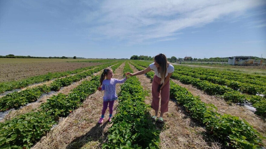 Umjesto odlaska iz države, Dubravci dodatnu zaradu pronašli u jagodama