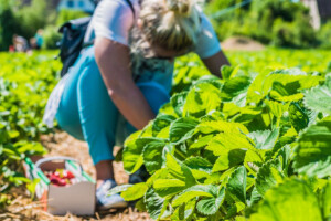 Zašto treba ukloniti staro lišće jagode nakon berbe?