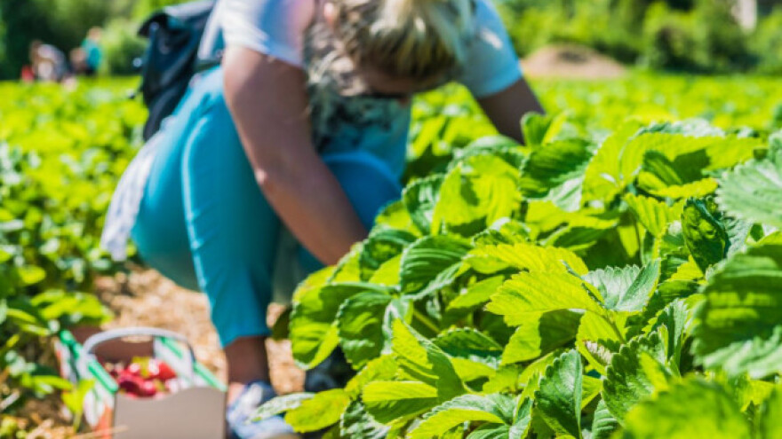 Zašto treba ukloniti staro lišće jagode nakon berbe?