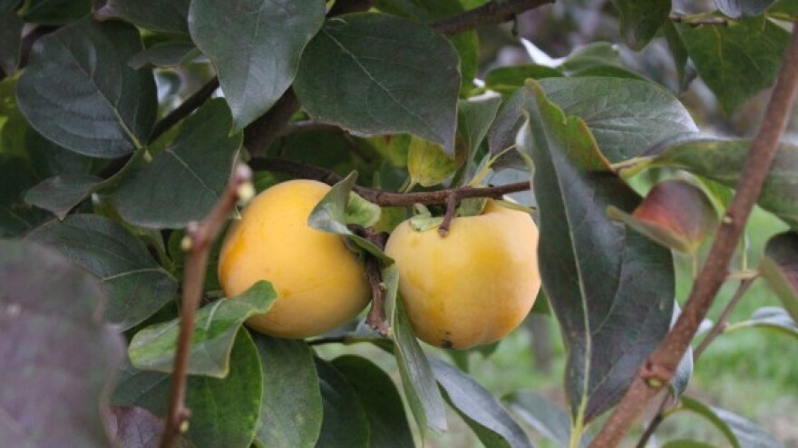 Kako do zrelih, šećerom bogatih plodova?