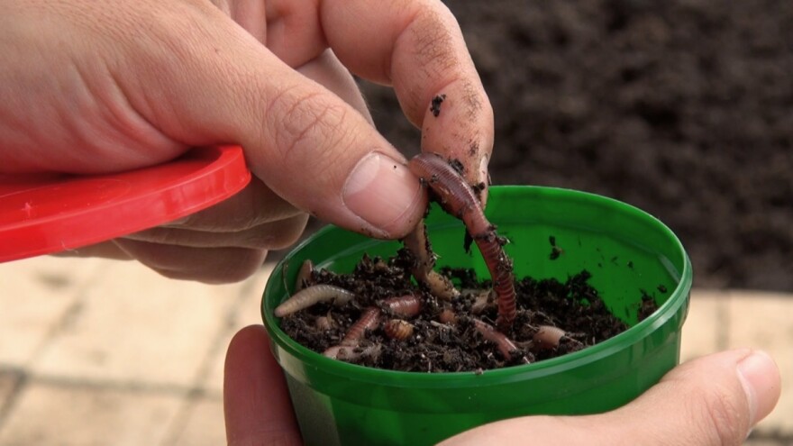 Dalibor Drozdek: Kako uzgojiti gliste te čime ih i koliko često hraniti