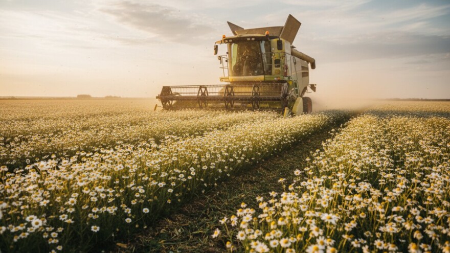 Uzgoj kamilice Spider grupe širi se i na Mađarsku!