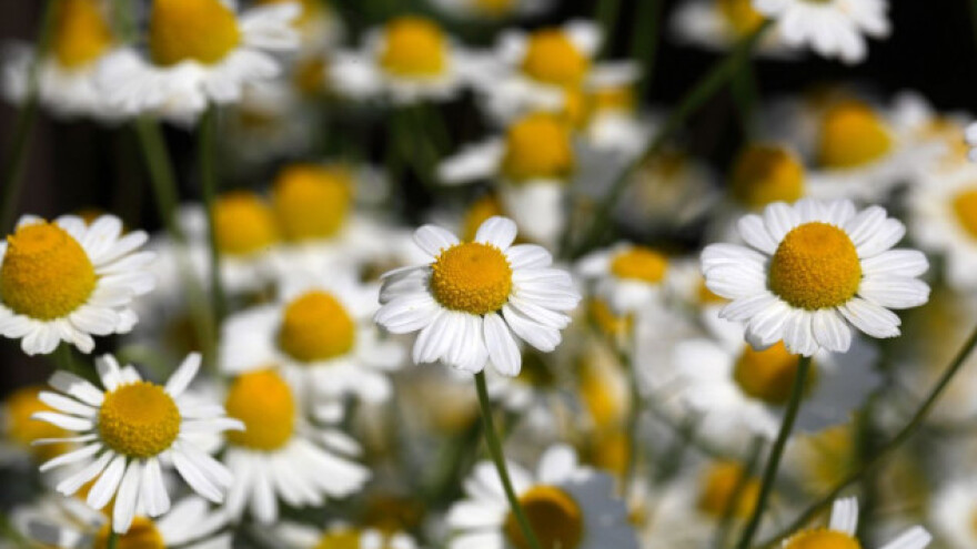 Zašto uzgajati kamilicu? Jer ima perspektivu!