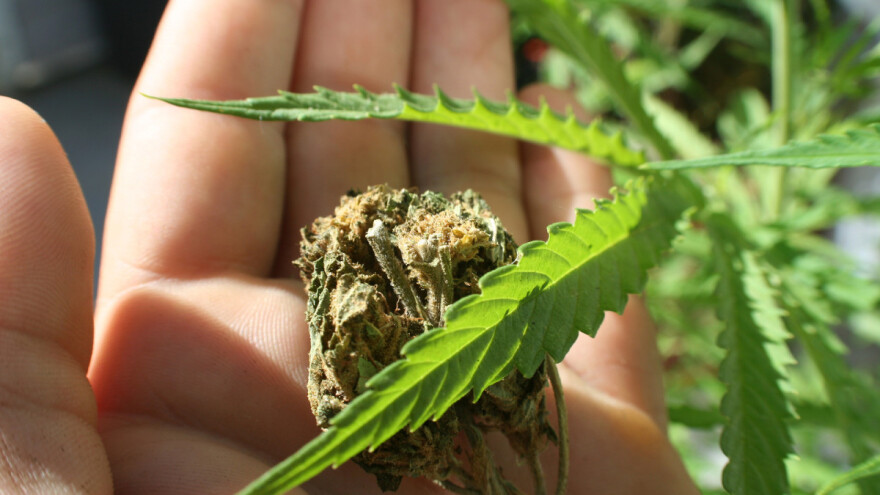 Uzgajao kanabis u balama slame pa otkriven i osuđen