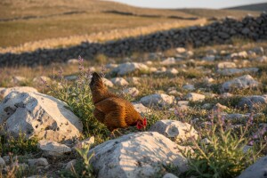 Uzgoj koka hrvatica stavljen na kušnju!