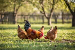 Uzgoj kokoši hrvatice