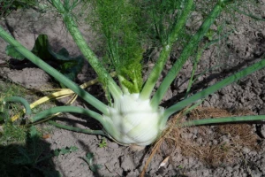 Uzgoj komorača - lekovitog i aromatičnog povrća