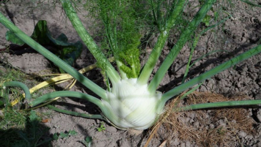 Uzgoj komorača - lekovitog i aromatičnog povrća