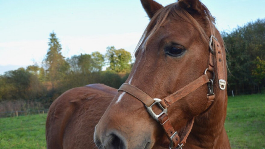 Poticanje uzgoja toplokrvnih pasmina i uzgojnih tipova konja