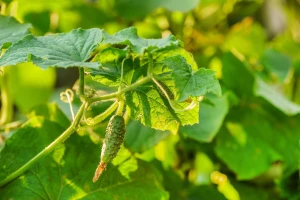 Proizvodnja kornišona - kako sprečiti bolesti i insekte?