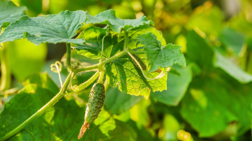 Proizvodnja kornišona - kako sprečiti bolesti i insekte?