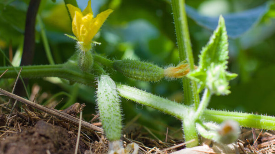 Sve veće zanimanje za uzgoj kornišona
