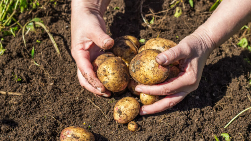 Zašto je važno uzgojiti krumpir na Marsu?