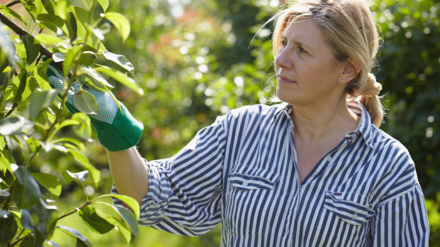 Pravilna rezidba kruške za bolji i kvalitetniji rod