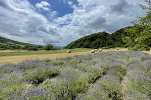 Lavanda je laka za njegu ako joj osigurate dobar "ugađaj"