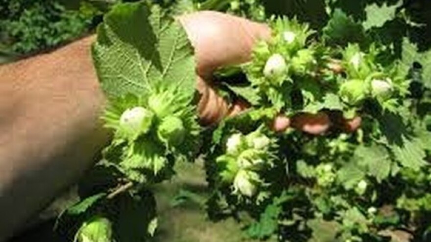 Uzgajanje lešnika - hobi koji se isplati!