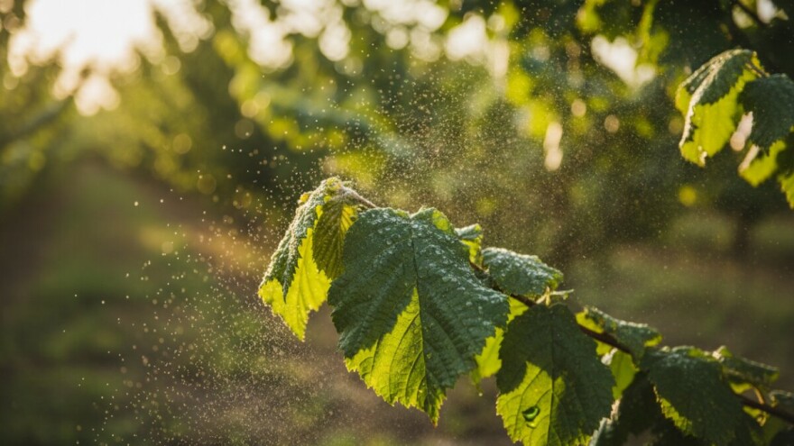 Uzgoj lješnjaka primjenom Thiofer npa