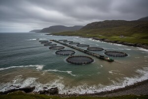 Uzgoj lososa čini ogromnu štetu ribama i okolišu