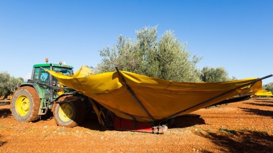 Lastovke trebaju čuvati leđa levantinkama