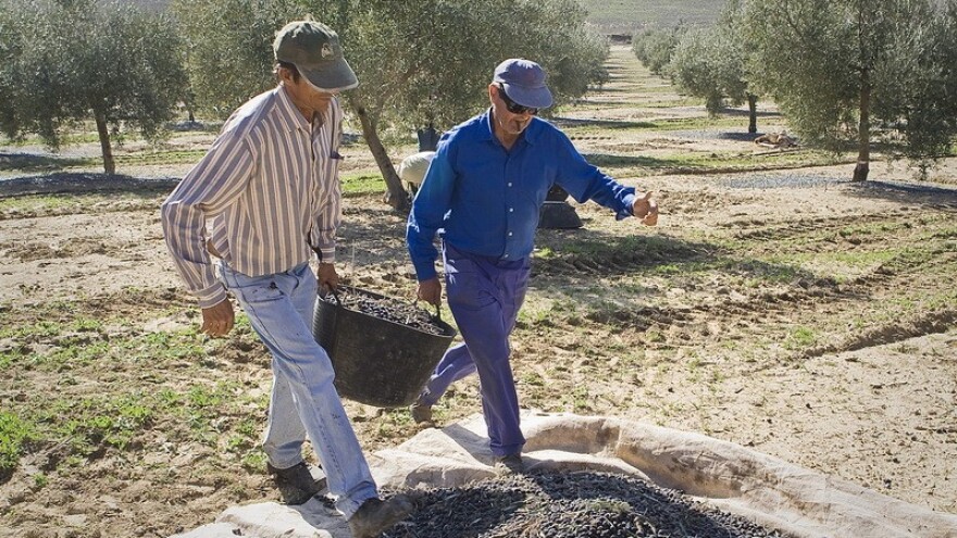 Više je rodne masline nego berača?