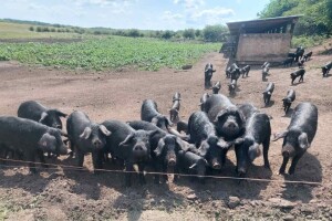 Moravke iz Vladimirovca slobodno šetaju na 32 hektara, uzgajivača pohvalila i inspekcija