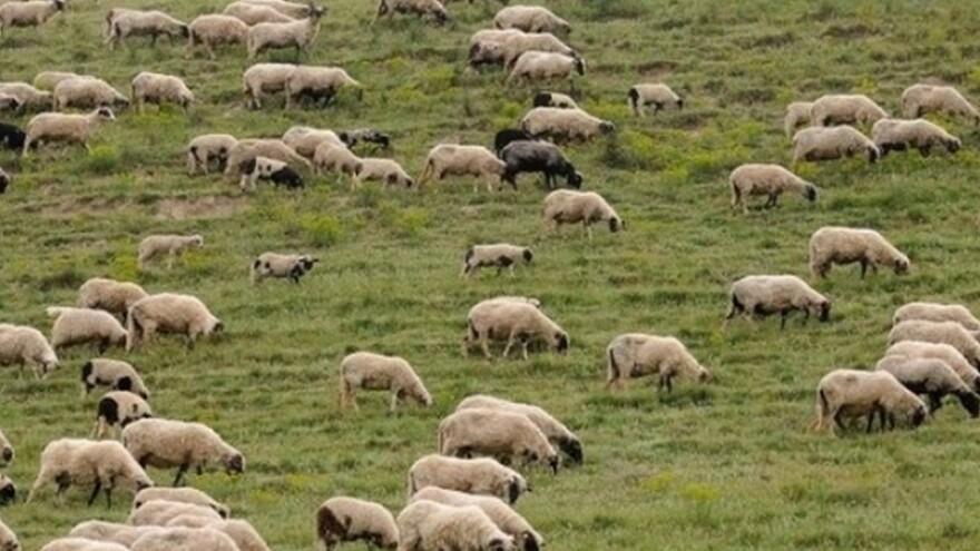 Novi projekt BPZ Imoćanka - uzgoj ovaca i janjaca