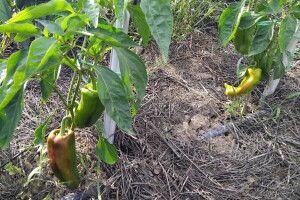 Teška godina za uzgoj paprika: Sada je najvažnije boriti se protiv stjenica