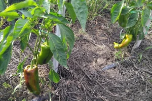 Teška godina za uzgoj paprika: Sada je najvažnije izboriti se protiv stjenica