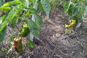 Teška godina za uzgoj paprika: Sada je najvažnije izboriti se protiv stjenica