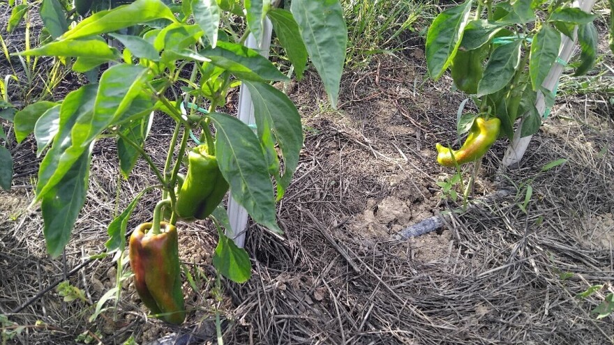 Teška godina za uzgoj paprika: Sada je najvažnije izboriti se protiv stjenica