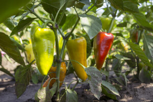 Bolesti i insekti paprike kod uzgoja na otvorenom