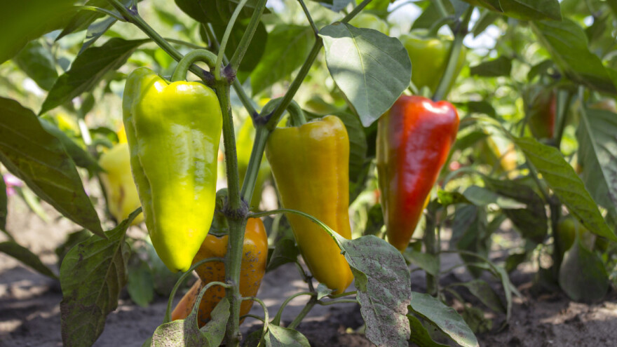 Bolesti i insekti paprike kod uzgoja na otvorenom