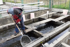 Kako do potpore za štete od životinjskih vrsta na pastrvskim ribnjacima?
