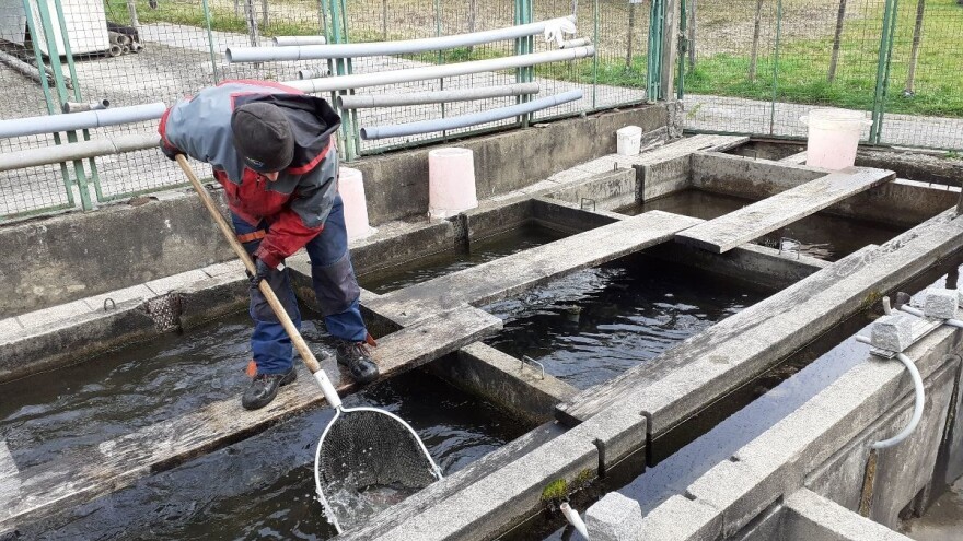 Kako do potpore za štete od životinjskih vrsta na pastrvskim ribnjacima?