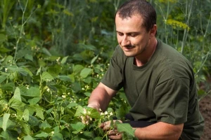 Pasulj, sirotinjska hrana ali dobra zarada