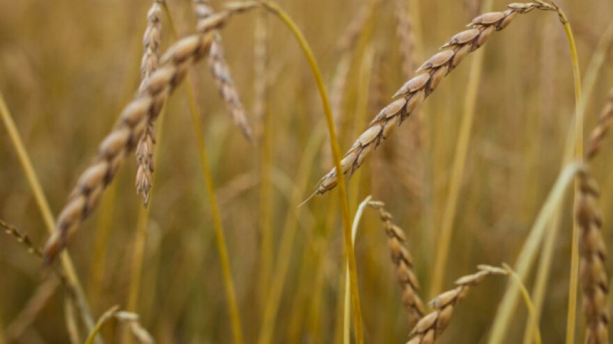 Optimalni rok za uzgoj spelte