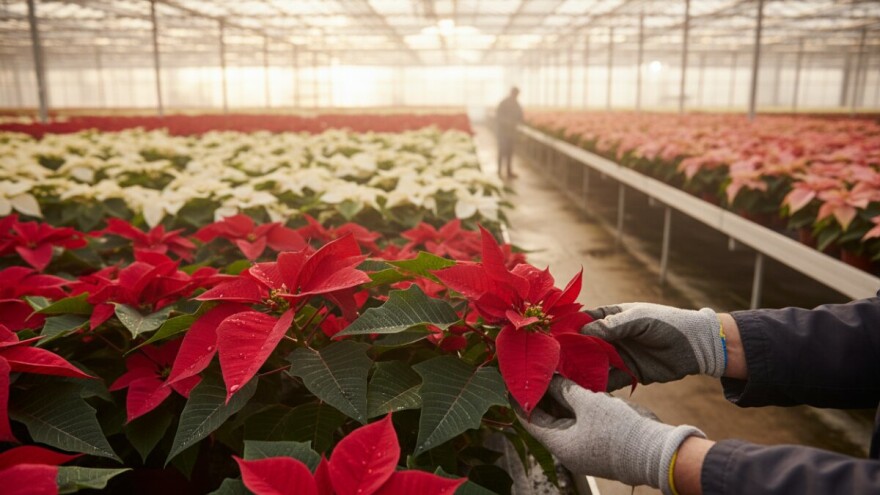 Uzgoj Poinsetije za božićni ukras