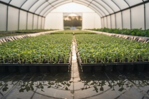 Uzgoj presadnica povrća na hranjivoj otopini