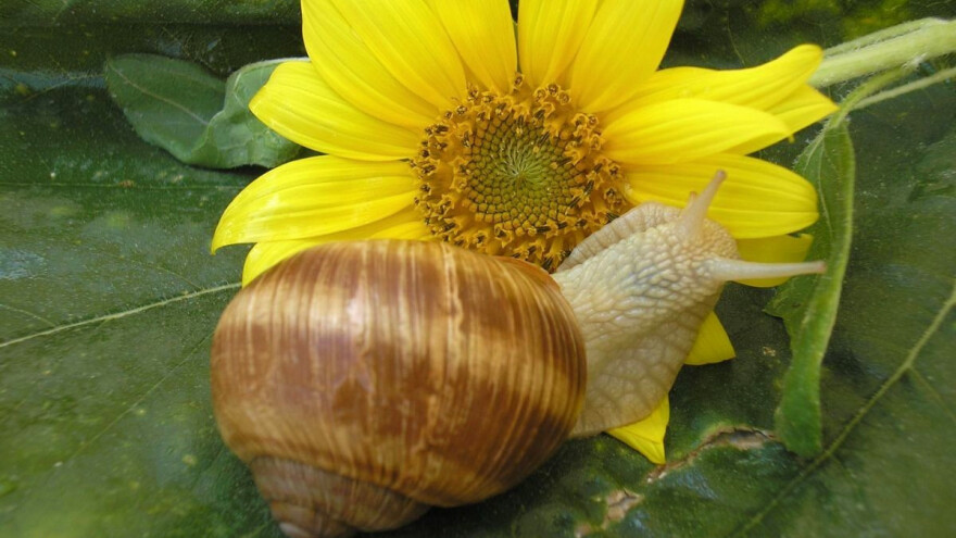 Uzgoj puževa je jednostavno pokrenuti, a otkup je siguran jer je potražnja u porastu