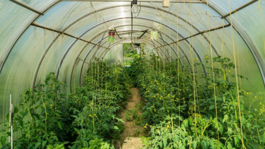 Kako pomoći biljkama u nedostatku kalcija?