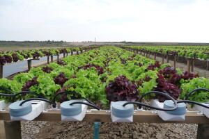 Kako se proizvodi salata u hidroponu, a kako NFT tehnologijom?