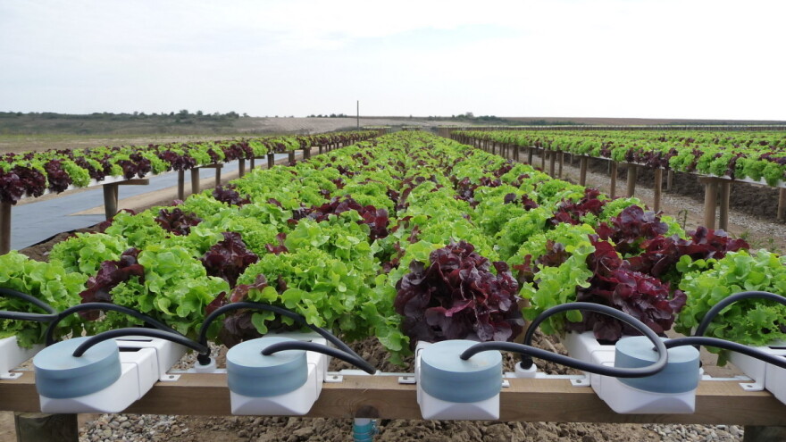 Kako se proizvodi salata u hidroponu, a kako NFT tehnologijom?