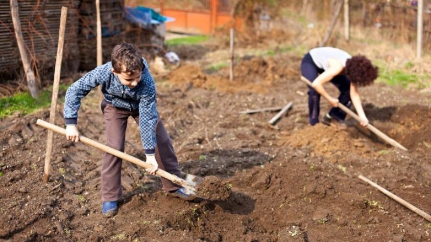 Ekološki uzgoj šparoge za početnike