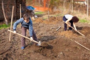 Ekološki uzgoj šparoge za početnike