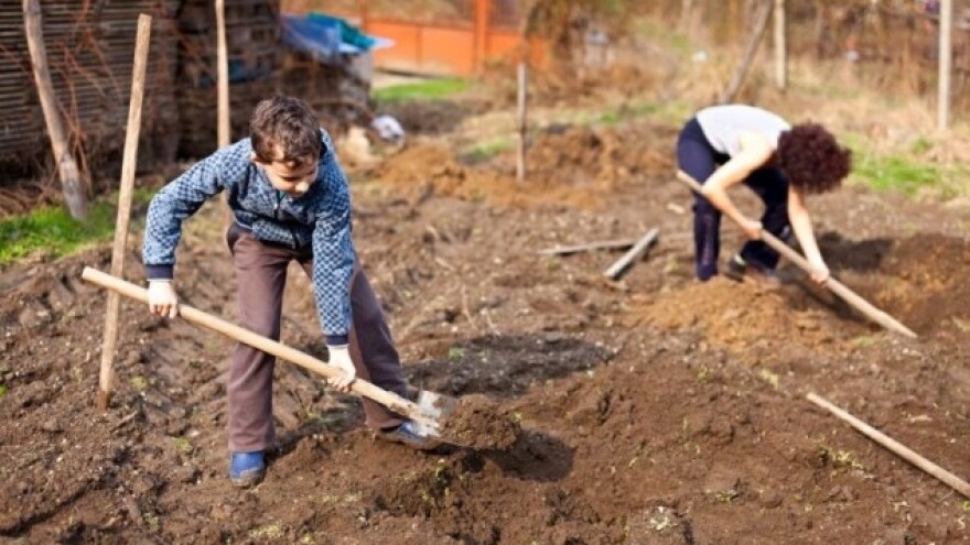 Ekološki uzgoj špargle za početnike