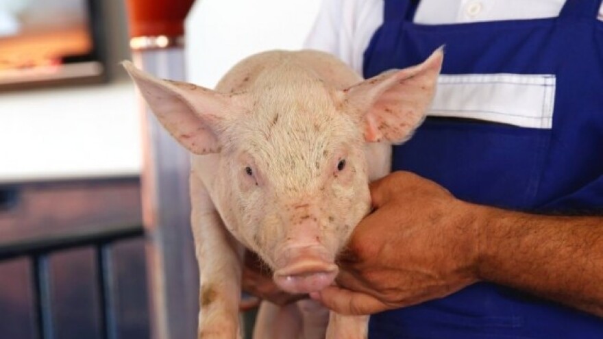 Certifikat za Dalmatinski pršut je poticaj uvozu!