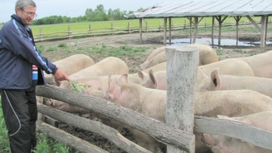 O izazovima na europskom tržištu svinja
