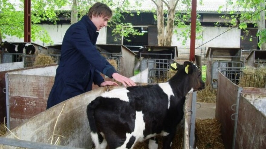 Ima li perspektive za "baby beef" proizvodnju?