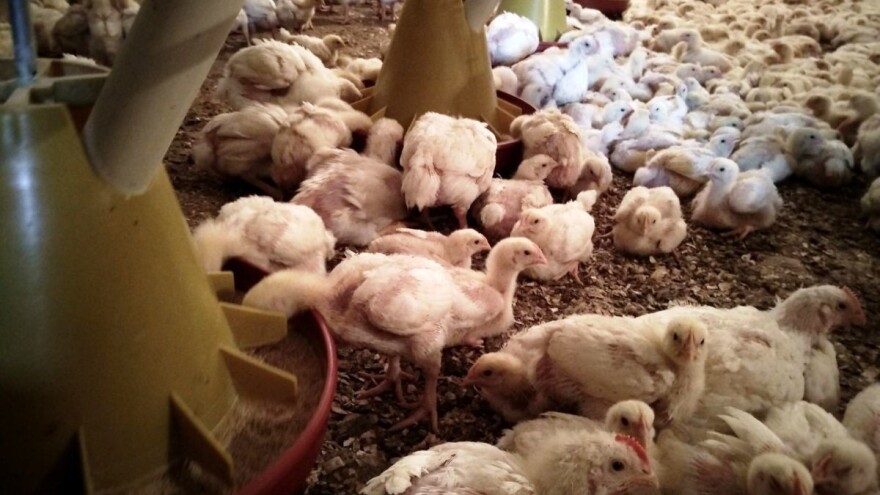 Milan Tomić: Velikih para u tovu nema, ali postoji brzina okretanja tog novca