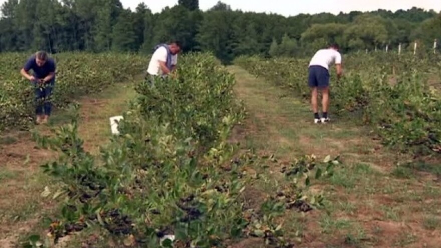 Kako gajiti trnjinu?